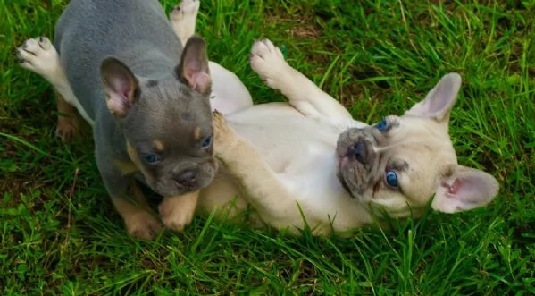 Bulldog Francese (Blue) Bouledogue Grigi