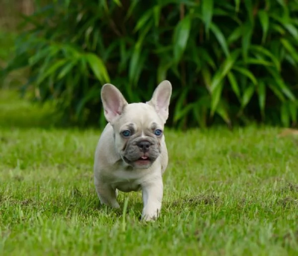 Bulldog Francese (Blue) Bouledogue Grigi | Foto 5