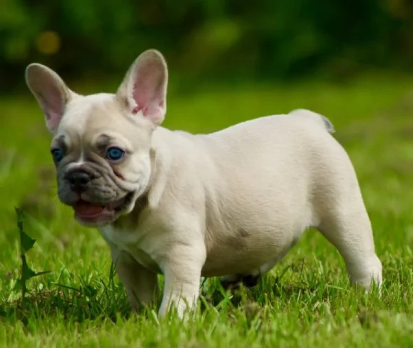 Bulldog Francese (Blue) Bouledogue Grigi | Foto 3