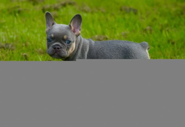 Bulldog Francese (Blue) Bouledogue Grigi | Foto 0