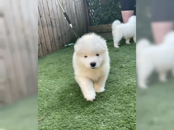 Cuccioli di Samoiedo maschio e femmina | Foto 2