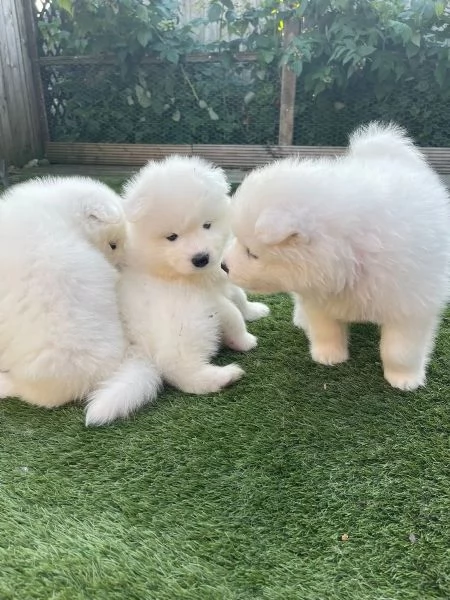 Cuccioli di Samoiedo maschio e femmina | Foto 1