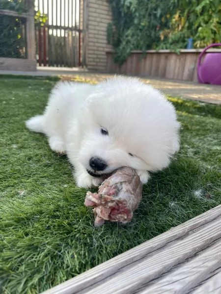 Cuccioli di Samoiedo maschio e femmina