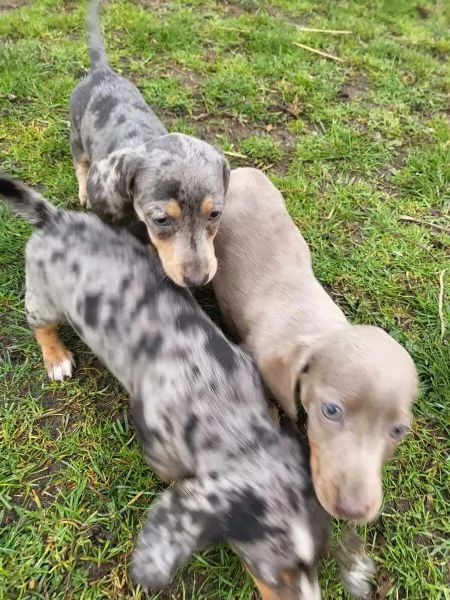 Bellissimi cuccioli di Bassotto subito disponibili, | Foto 2