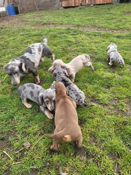 Bellissimi cuccioli di Bassotto subito disponibili,