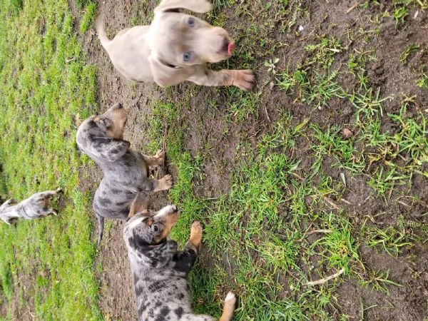 Bellissimi cuccioli di Bassotto subito disponibili, | Foto 0