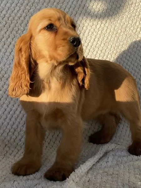 Bellissimi cuccioli di cocker spaniel maschi e femmine pronti