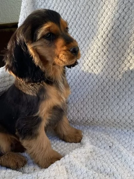 Bellissimi cuccioli di cocker spaniel maschi e femmine pronti | Foto 1