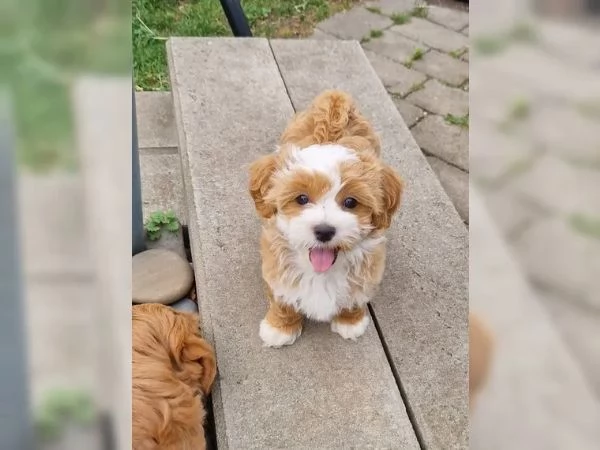 Cucciole Bichon Havanais pedigree Enci | Foto 3