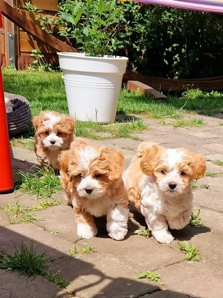 Cucciole Bichon Havanais pedigree Enci