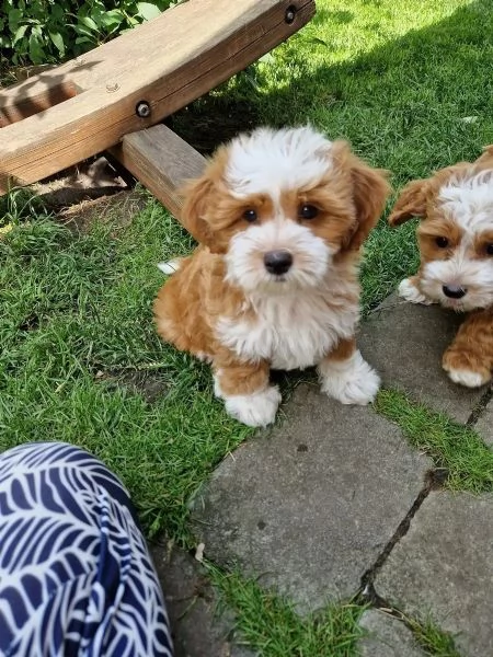 Cucciole Bichon Havanais pedigree Enci | Foto 1