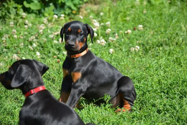 Splendido cucciolo Dobermann | Foto 1