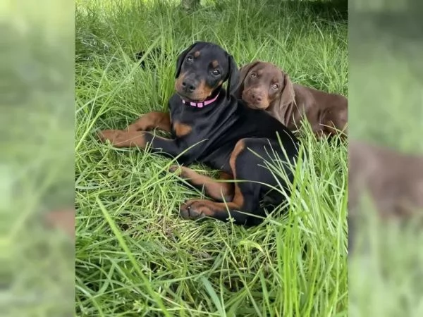 Splendido cucciolo Dobermann | Foto 0