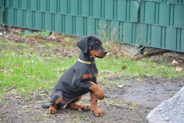 Splendido cucciolo Dobermann