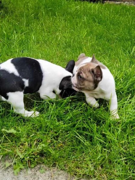 stupendi cuccioli di Bouledogue Francese | Foto 3