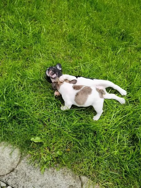 stupendi cuccioli di Bouledogue Francese | Foto 2