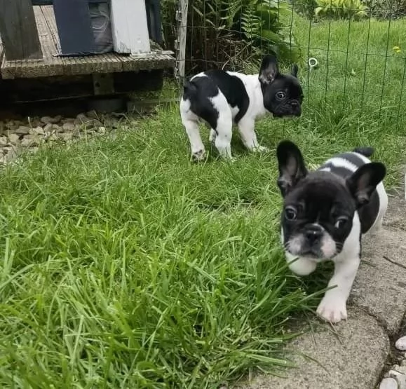 stupendi cuccioli di Bouledogue Francese