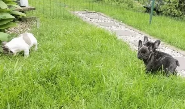 stupendi cuccioli di Bouledogue Francese | Foto 1