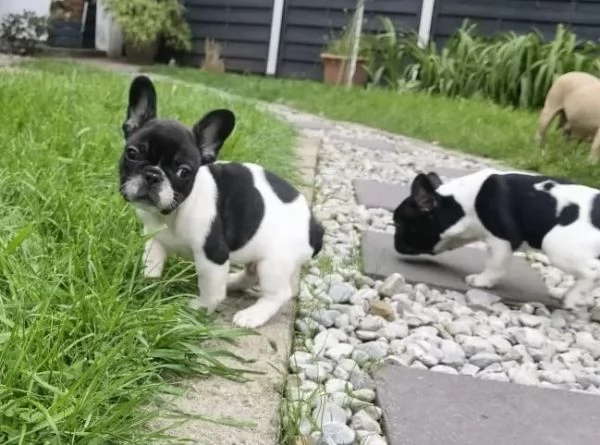 Meravigliosa cucciola di Bouledogue Francese | Foto 0