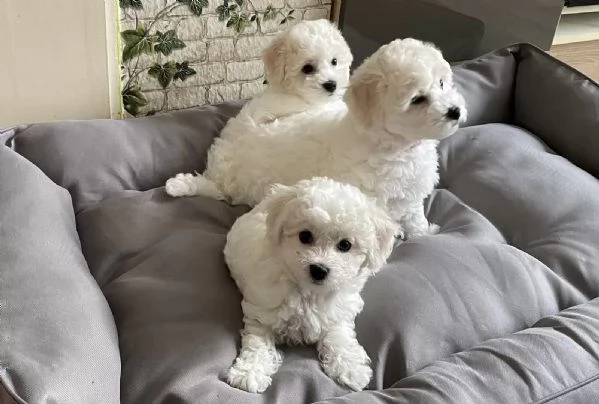 Tre cuccioli di razza Bichon Frise con pedigree. | Foto 2