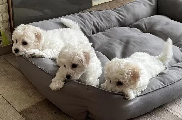 Tre cuccioli di razza Bichon Frise con pedigree. | Foto 1