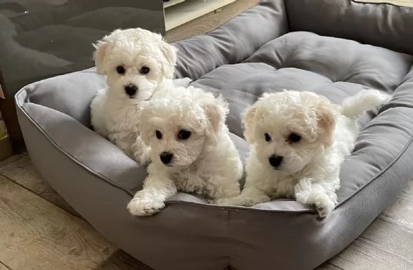 Tre cuccioli di razza Bichon Frise con pedigree. | Foto 0