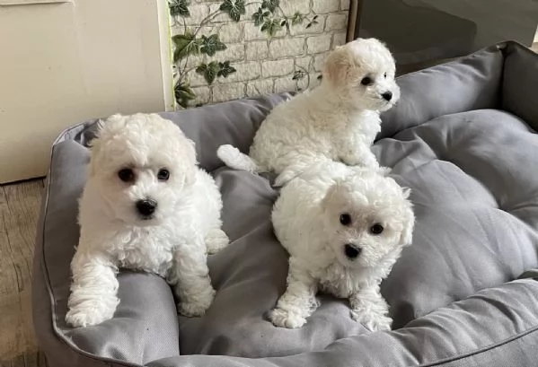 Tre cuccioli di razza Bichon Frise con pedigree.