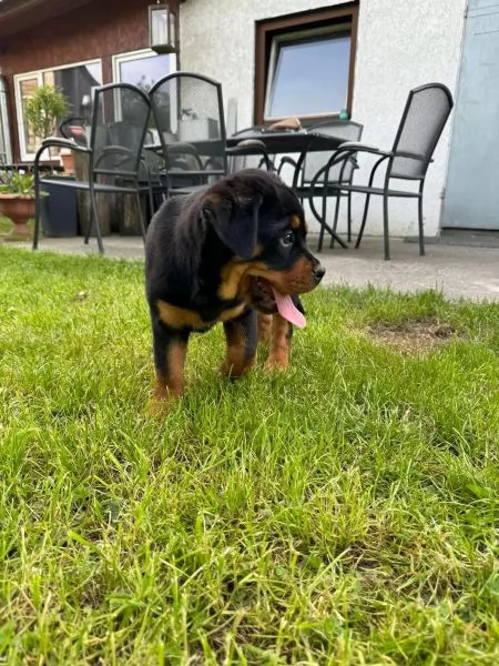 Rottweiler di razza molto carino con documenti | Foto 0