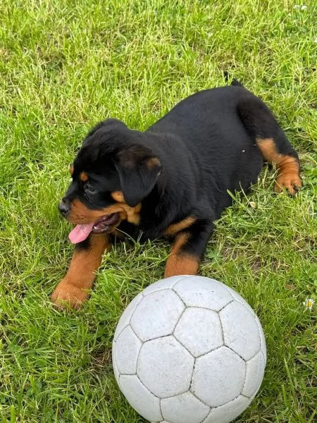 Rottweiler di razza molto carino con documenti | Foto 3