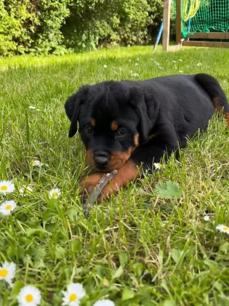 Rottweiler di razza molto carino con documenti | Foto 2