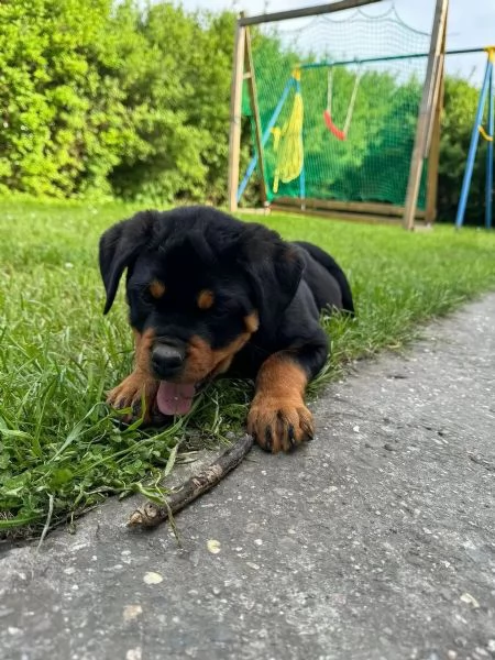 Rottweiler di razza molto carino con documenti