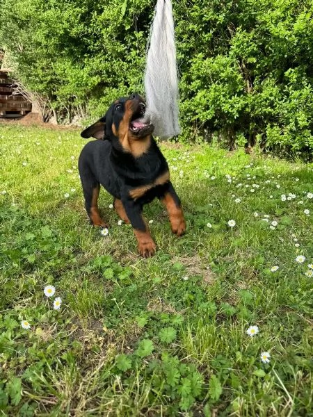 Rottweiler di razza molto carino con documenti | Foto 2