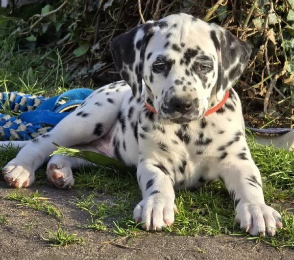 3 cuccioli dalmata in cerca di nuova casa | Foto 2