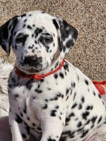 3 cuccioli dalmata in cerca di nuova casa | Foto 1