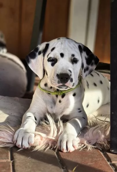 3 cuccioli dalmata in cerca di nuova casa | Foto 0