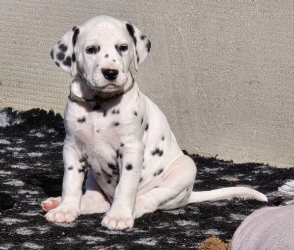 3 cuccioli dalmata in cerca di nuova casa