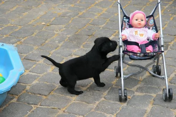 Labrador dolcissimi cuccioli