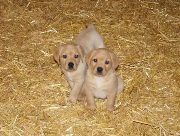 Cuccioli di Labrador Retriever | Foto 2