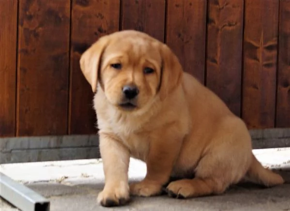 Cuccioli di Labrador Retriever | Foto 1