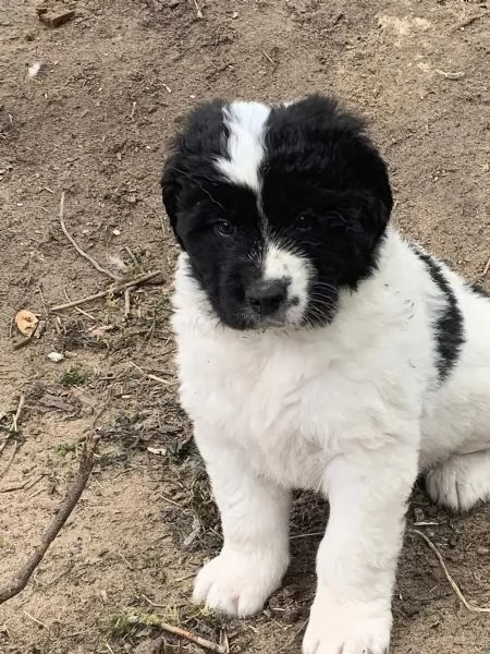 I nostri cuccioli di razza Landseer sani e di razza sono pronti per la consegna immediata | Foto 0