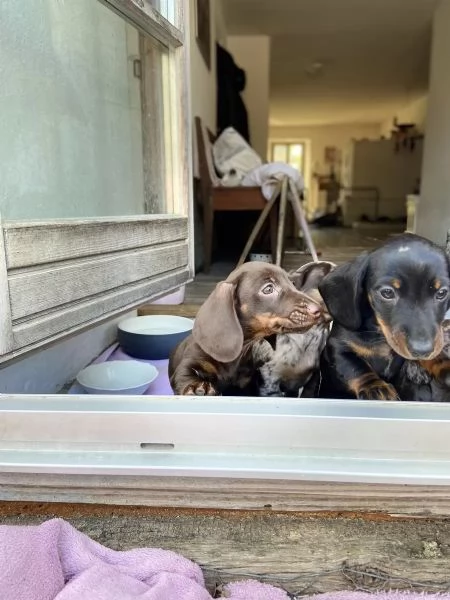 adorabili cuccioli di Bassotto ideali per bambini e famiglie