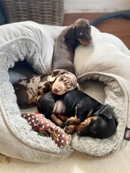 adorabili cuccioli di Bassotto ideali per bambini e famiglie | Foto 0