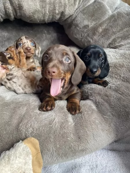 Disponibili cuccioli maschi e femmine di Bassotto Nano. | Foto 2