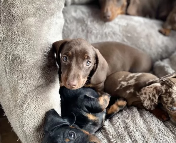 Disponibili cuccioli maschi e femmine di Bassotto Nano. | Foto 1