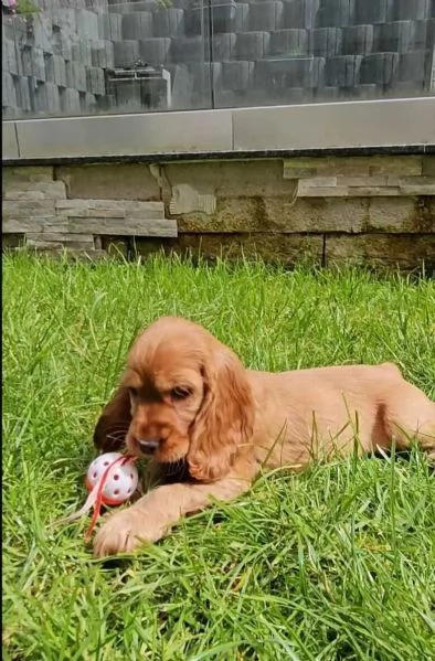 Deliziosi cuccioli di Cocker Spaniel di colore fulvo. 