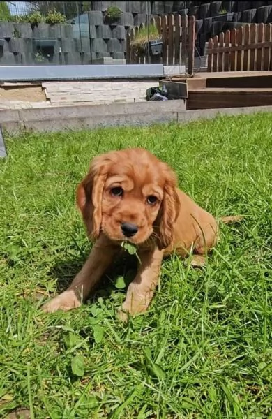 Deliziosi cuccioli di Cocker Spaniel di colore fulvo.  | Foto 2