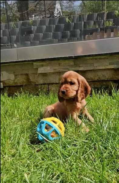 Deliziosi cuccioli di Cocker Spaniel di colore fulvo.  | Foto 1