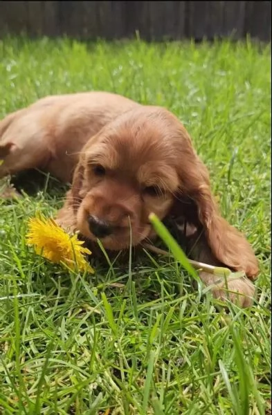 Deliziosi cuccioli di Cocker Spaniel di colore fulvo.  | Foto 0