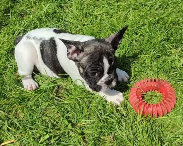 Meravigliosa cucciola di Bouledogue Francese | Foto 2