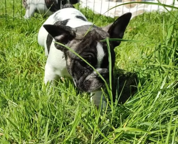 Meravigliosa cucciola di Bouledogue Francese | Foto 1